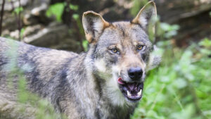 Kanton Tessin kann in zwei Tälern Wölfe abschiessen