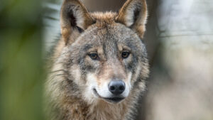 Nationalpark-Kommission kritisiert Abschusspläne für Wolfsrudel