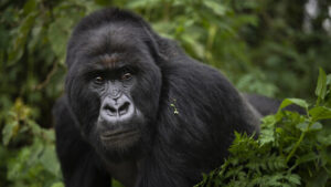 Gorillas treffen Reiseentscheidungen gemeinsam