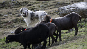 Gerade mal vier Wolfsrisse auf Glarner Alpen