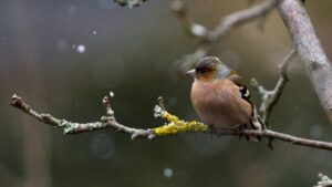 3000 Menschen zählen über 90’000 Vögel in der Schweiz