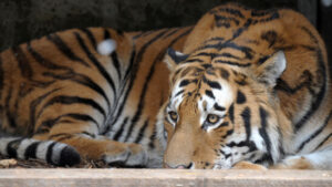 Vietnam: Dutzende Tiger und Löwen an Vogelgrippe verendet