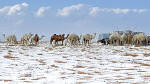 Seltener Schnee in Saudi-Arabien – Wüste weiss bedeckt