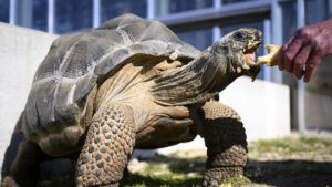 Panzer schränkt die Evolution von Schildkröten stark ein