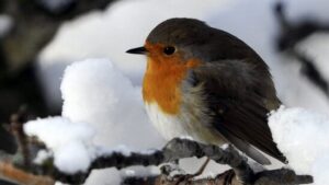 Rotkehlchen zum Vogel des Jahres 2025 gekürt