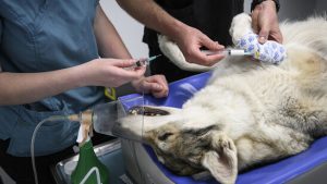 Elektronisches Patientendossier für Hunde und Katzen neu verfügbar