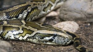 Tigerpythons können 60 Kilo Hirsch am Stück schlucken