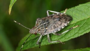 Gebietsfremde Pflanzen fördern die Ausbreitung invasiver Insekten