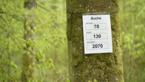 Klimawandel setzt Buchen massiv zu