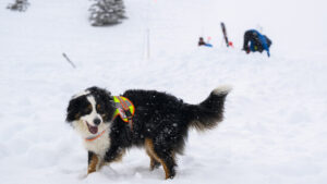 Helikopter und Hunde suchen Skifahrende nach Lawine im Wallis