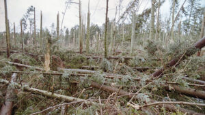 Sturm «Lothar» die Waldbewirtschaftung verändert