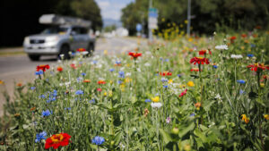 Weltbiodiversitätsrat fordert tiefgreifende Veränderungen