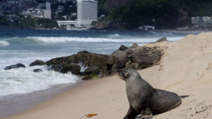 Seltener Besucher: Der Seebär von Ipanema