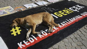 Tierschützer: Neuer Skandal um Strassenhunde in der Türkei