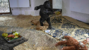 Gorillababy an Istanbuler Flughafen aufgegriffen