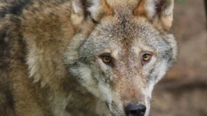 Umweltorganisationen ziehen Beschwerden zur Wolfsregulierung zurück